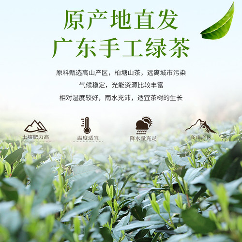 私人订制惠州特产茶叶柏塘山茶博罗手工明前绿茶50小泡礼盒装茶叶 - 图1