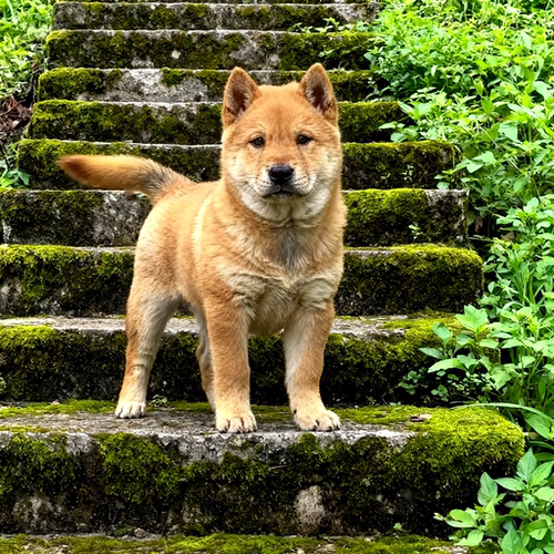 黄狗幼犬忠诚狗赶山犬家狗大型犬广西土猎犬正宗看看门狗短毛活物 - 图0