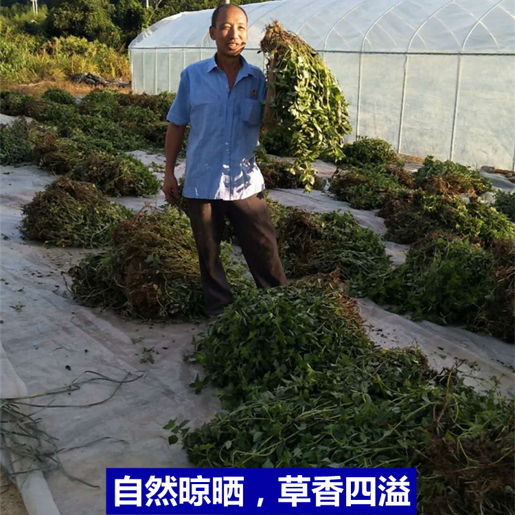 仙草干仙草冻黑凉粉草粿草正宗仙人粄草龟苓膏烧仙草 新鲜草干 - 图1