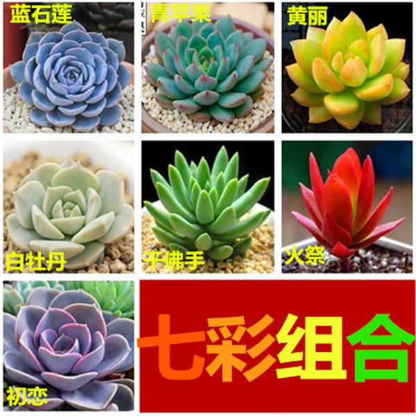 多肉多肉植物组合盆栽植物花卉 热品库 性价比省钱购 多肉多肉植物组合盆栽植物花卉 热品库 性价比省钱购