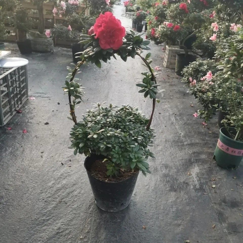 花篮造型杜鹃花比利时西洋鹃红色杨梅红盆景一树成型绿植盆栽,淘宝优惠券,粉丝福利购,淘宝优惠卷