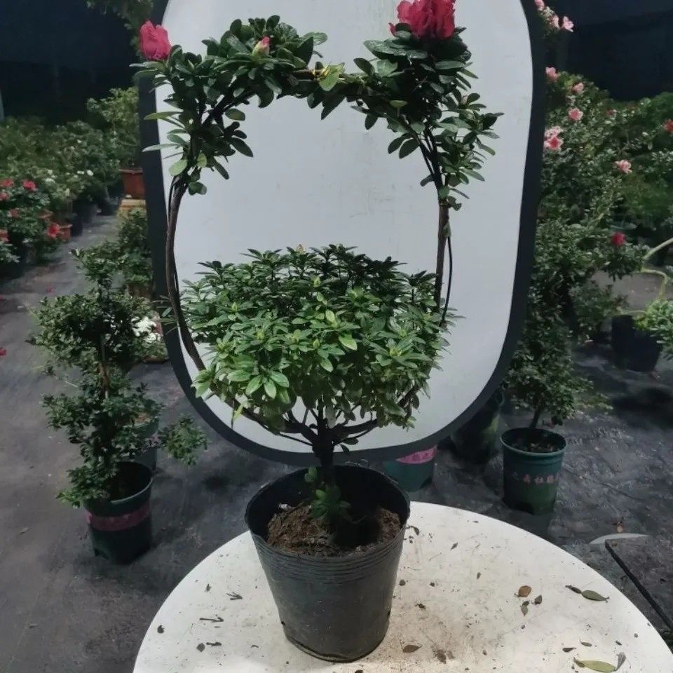 花篮造型杜鹃花比利时西洋鹃红色杨梅红盆景一树成型绿植盆栽,淘宝优惠券,粉丝福利购,淘宝优惠卷