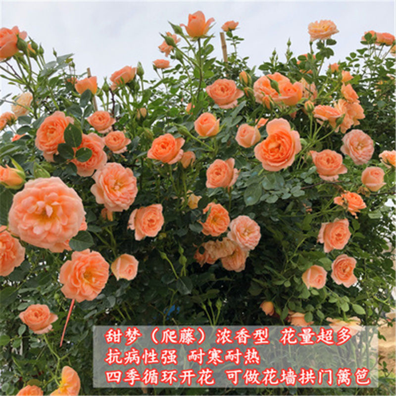 甜梦蔷薇花苗爬藤四季开花月季花特大花藤本植物庭院花卉盆栽 - 图0