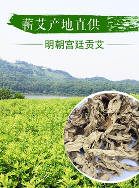 正宗三年陈野生蕲艾驱湿自制艾条