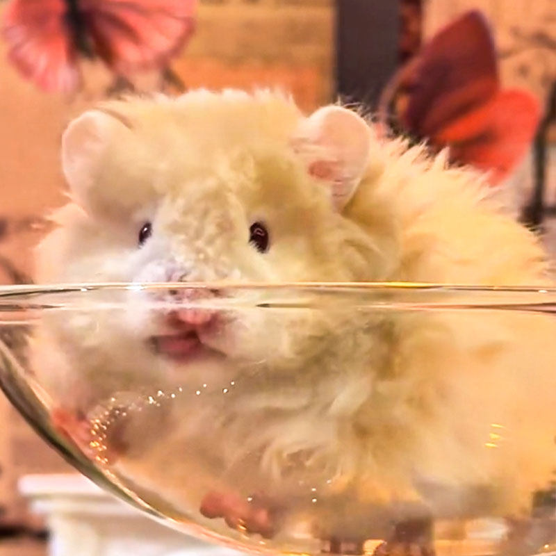 卷毛蜜波利金丝熊仓鼠长毛波利纹熊肉桂波包活好养大体宠物金丝鼠,淘宝优惠券,粉丝福利购,淘宝优惠卷