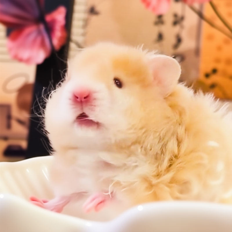 卷毛蜜波利金丝熊仓鼠长毛波利纹熊肉桂波包活好养大体宠物金丝鼠,淘宝优惠券,粉丝福利购,淘宝优惠卷