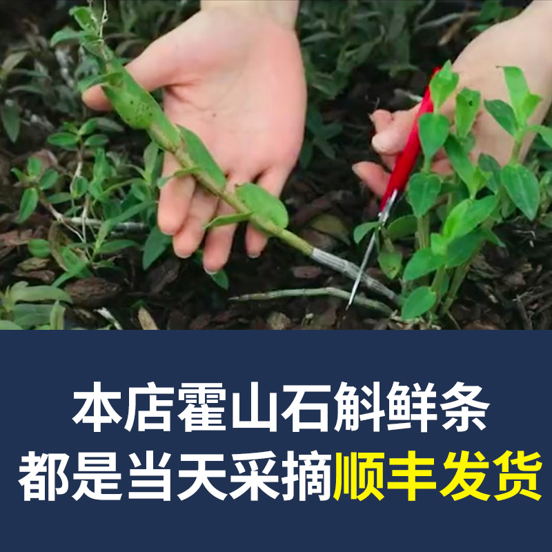 黑石渡旗舰店正品霍山铁皮石斛鲜条500g新鲜枫斗干条礼盒装养生茶中药材1