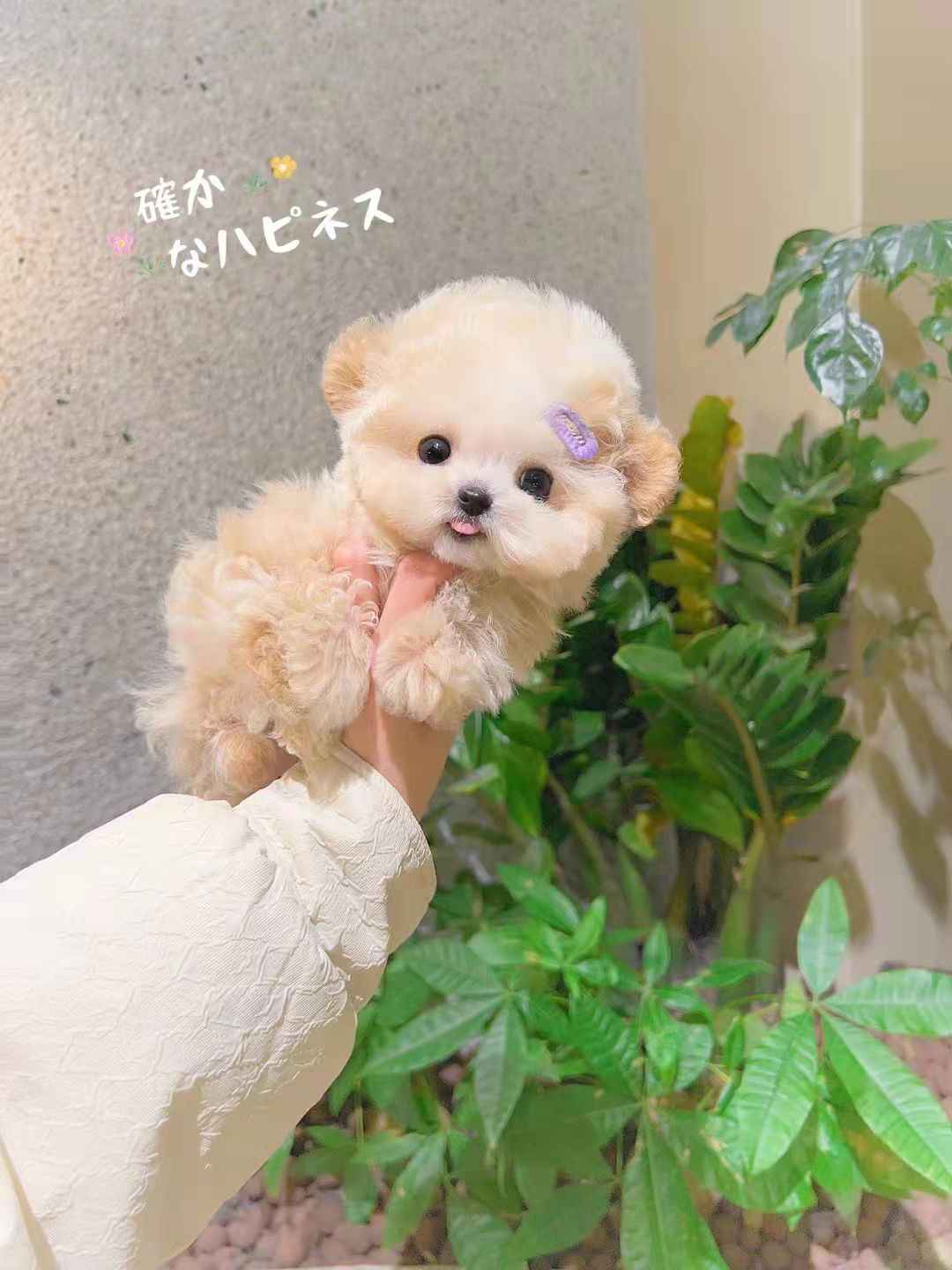 犬 エクステ チョンボ 春 おしゃれ かわいい 冬 小型犬 国産 大型犬 夏 おもしろ 秋 中型犬