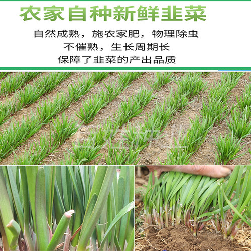 现挖小叶韭菜根红根苗紫根细叶宽叶香韭菜种子阳台盆栽四季籽种孑 - 图1