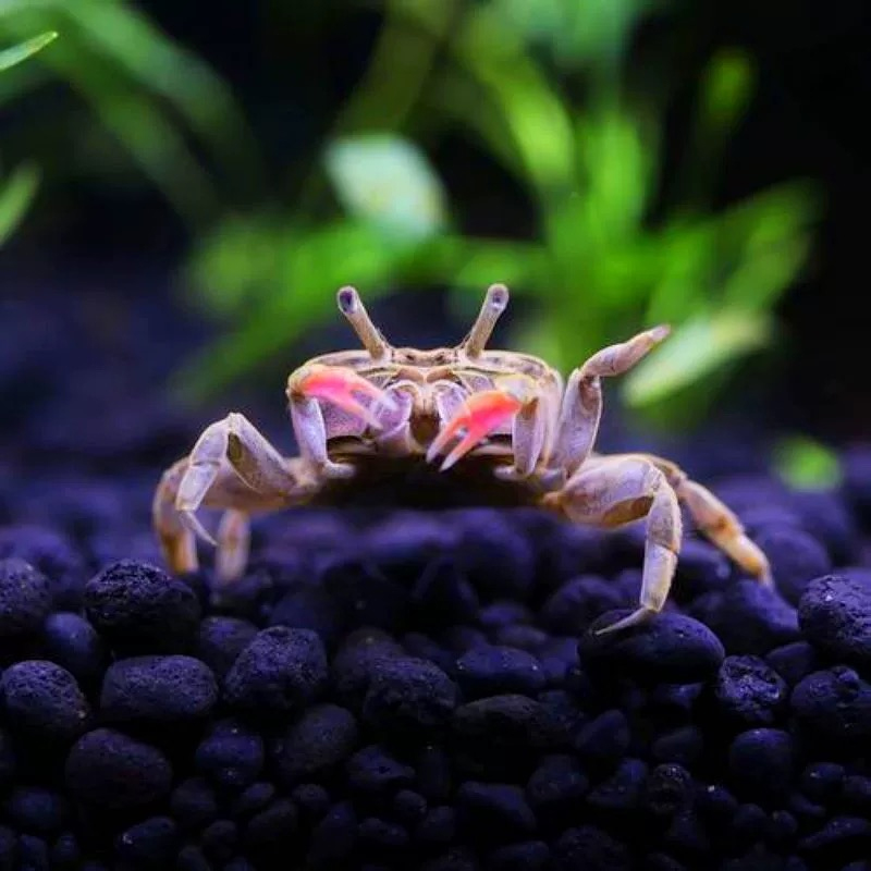 迷你辣椒蟹活体可混养深水螃蟹观赏蟹宠物蟹除藻淡水蟹生态瓶螃蟹