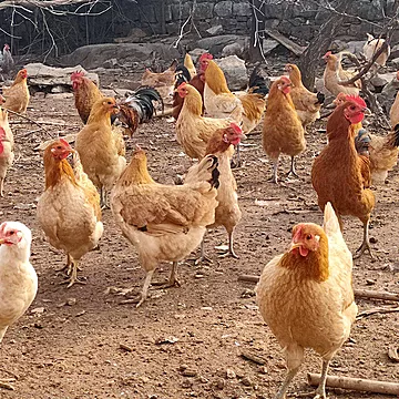 老母鸡农村土鸡新鲜鸡肉整只农家直发礼盒装[5元优惠券]-寻折猪