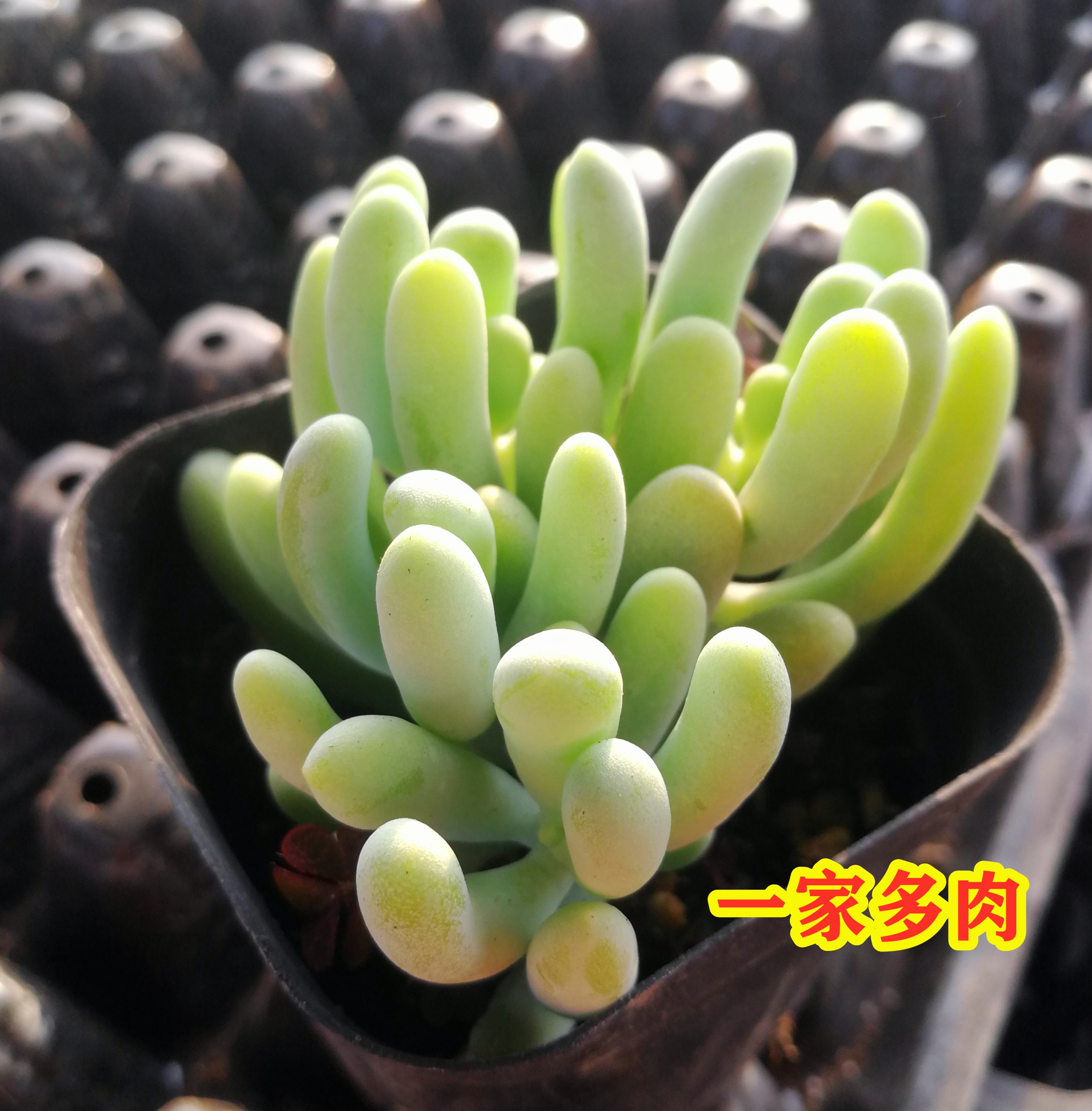 香蕉美人 小盆栽 萌 阳台 防辐射基地直发 多肉植物
