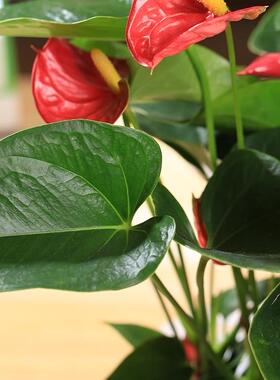 盆栽花卉红掌粉掌白掌四季开花办公室内盆栽鸿运当头盆栽带花发货