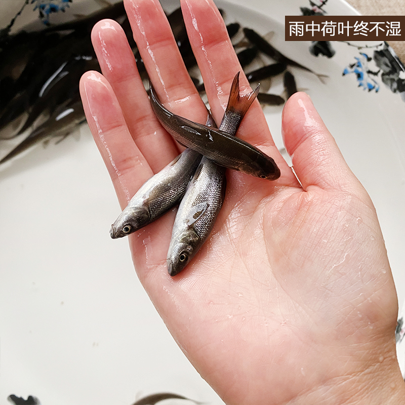 银鳕鱼苗淡水鱼冷水鱼大鳞鲃鱼苗好养耐活观赏鱼食用鱼高档鱼养殖-图2