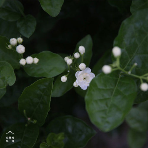 昔物所 雀舌茉莉花茶 烘青绿茶叶50g浓香型 良友茶庄传统纸包 - 图3