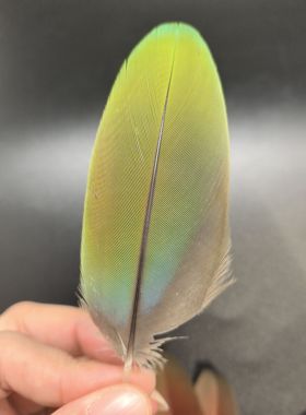 稀有点翠鹦鹉羽毛DIY材料包手工制作装饰品配件收藏研学非遗体验
