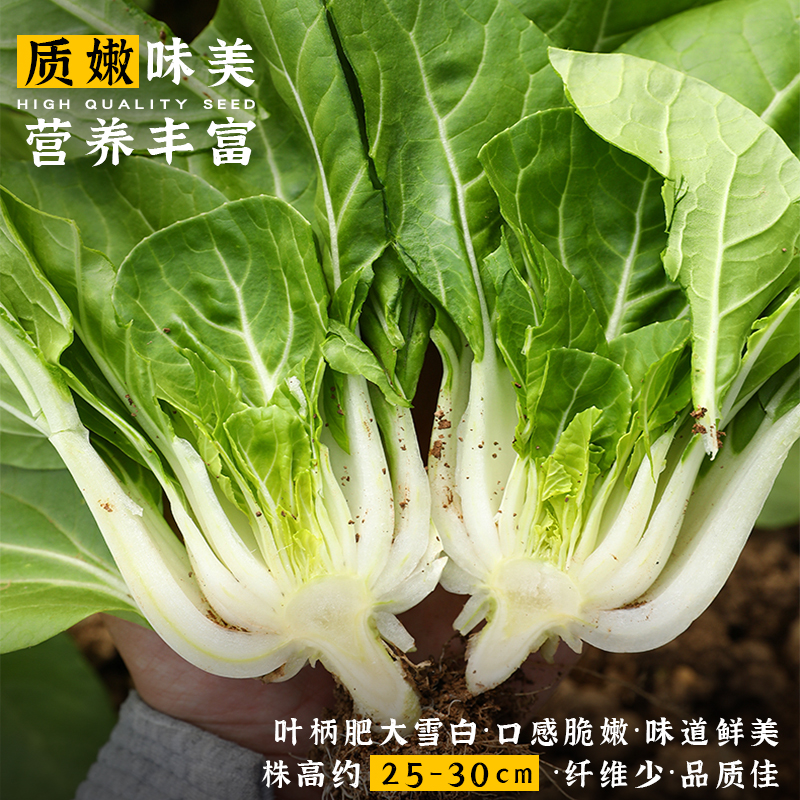 四季奶油白菜种子白杆白梗小白菜种孑耐热耐寒阳台庭院青菜种籽-图1