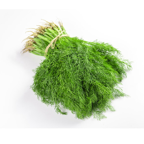 割茬小茴香种子 小茴香菜种籽茴香籽盆栽回香苗庭院阳台蔬菜种植 - 图3