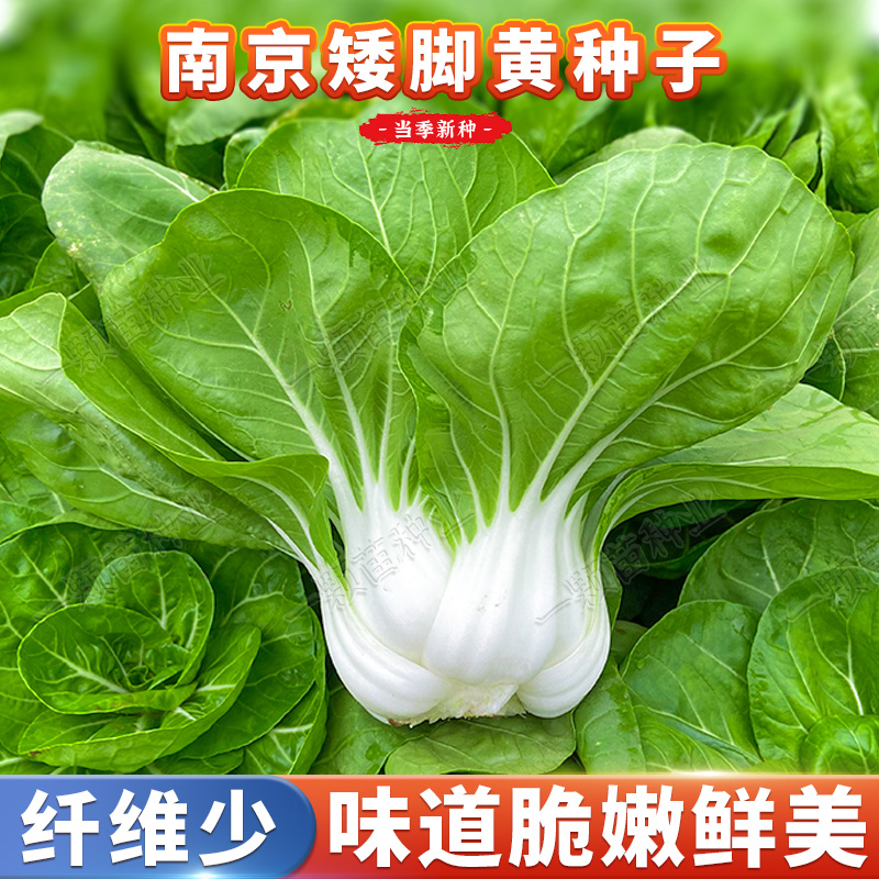 四季南京矮脚黄菜籽蔬菜籽青菜种籽大全小白菜种子奶白菜种孑阳台 - 图1