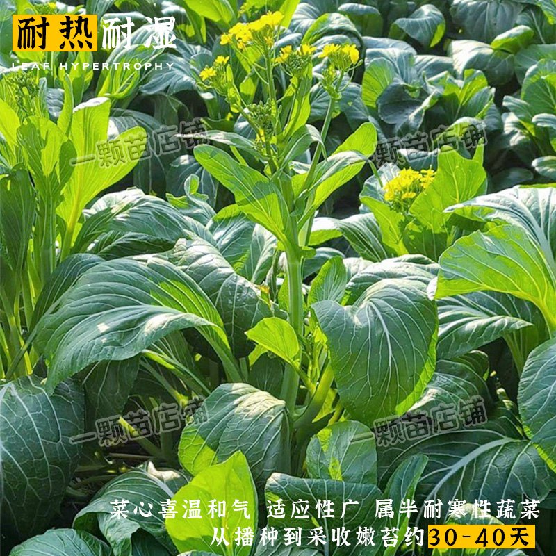 广东四九菜心菜种籽白菜苔种子红菜苔多芽菜心种青菜菜籽种孑南方-图1