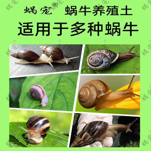 蜗牛钙土钙沙爬虫爬宠白玉蜗牛饲养土营养土养殖土椰土沙土孵化土 - 图2