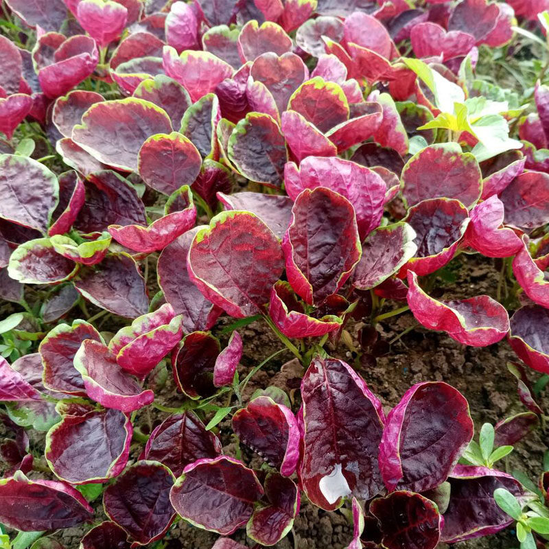 苋菜新鲜红苋菜 红米苋 农家野菜 鲜嫩 时令蔬菜 现摘现发3斤包邮