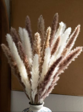 天然芦苇干花真花风干花束婚礼民宿场景布置真花橱窗装饰摆件拂尘
