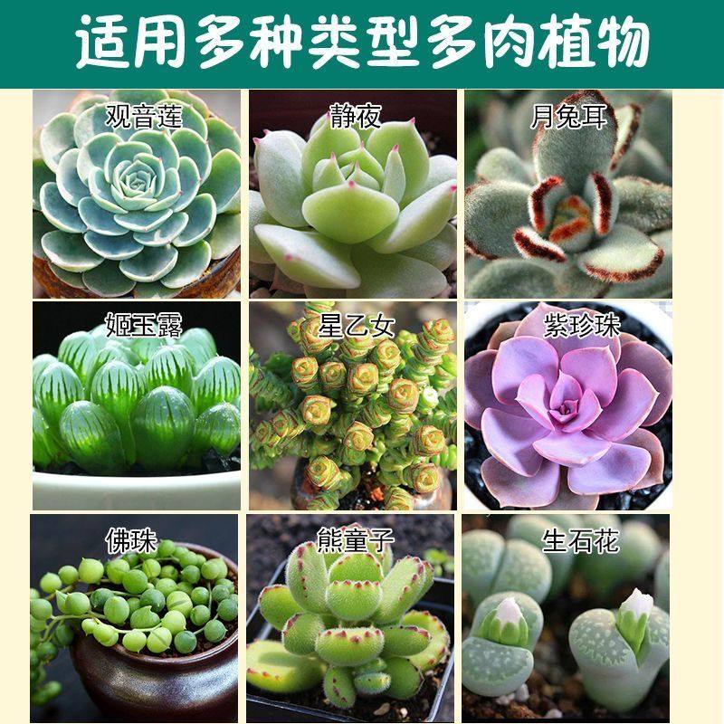 多肉专用营养液爆芽催芽生根液烂叶掉叶增色防徒长其它园艺用品,淘宝优惠券,粉丝福利购,淘宝优惠卷