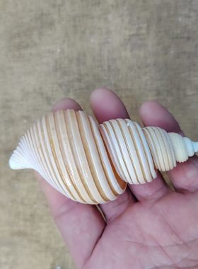天然海螺 绳纹峨螺织纹螺 标本螺收藏观赏 海洋标本展示科普礼物