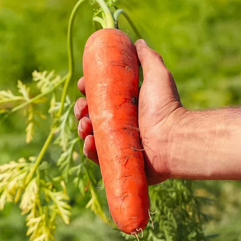鲜现挖现发带泥胡萝卜农家自种蔬菜水果沙地红萝卜,淘宝优惠券,粉丝福利购,淘宝优惠卷