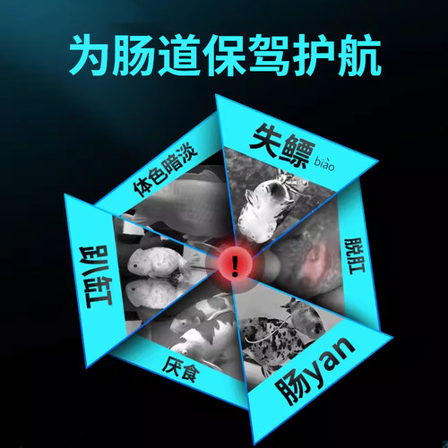 玛豆配合金鱼饲料用益生菌颗粒兰寿锦鲤等观赏鱼肠道健康消化 - 图3