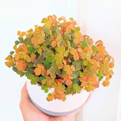 小黑黄枫酢浆开花三叶草耐热多年生垂吊兰可爱幸运四季卉绿植盆栽 - 图3