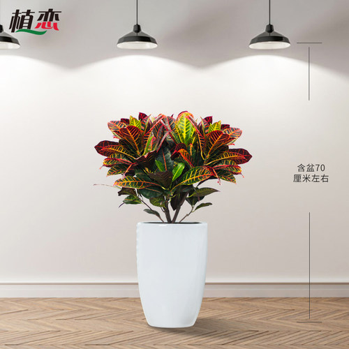 变色木 变叶木多色叶子花卉盆栽五颜六色植物美观苏州常熟同城送 - 图0