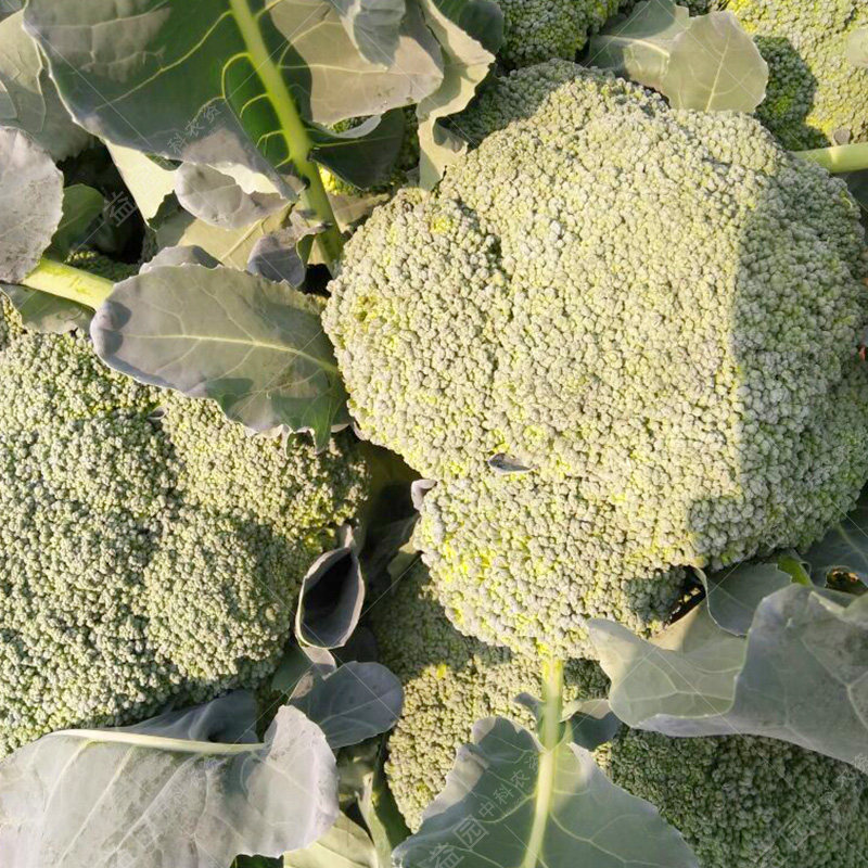 耐寒优秀青花菜种子西兰花日本坂田进口花菜花椰菜早熟春秋四季播_虎窝淘