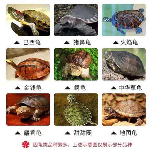 高钙龟粮高蛋白石金钱饲料上浮颗粒虾皮火焰蛋龟鳄龟草龟通用散装 - 图2