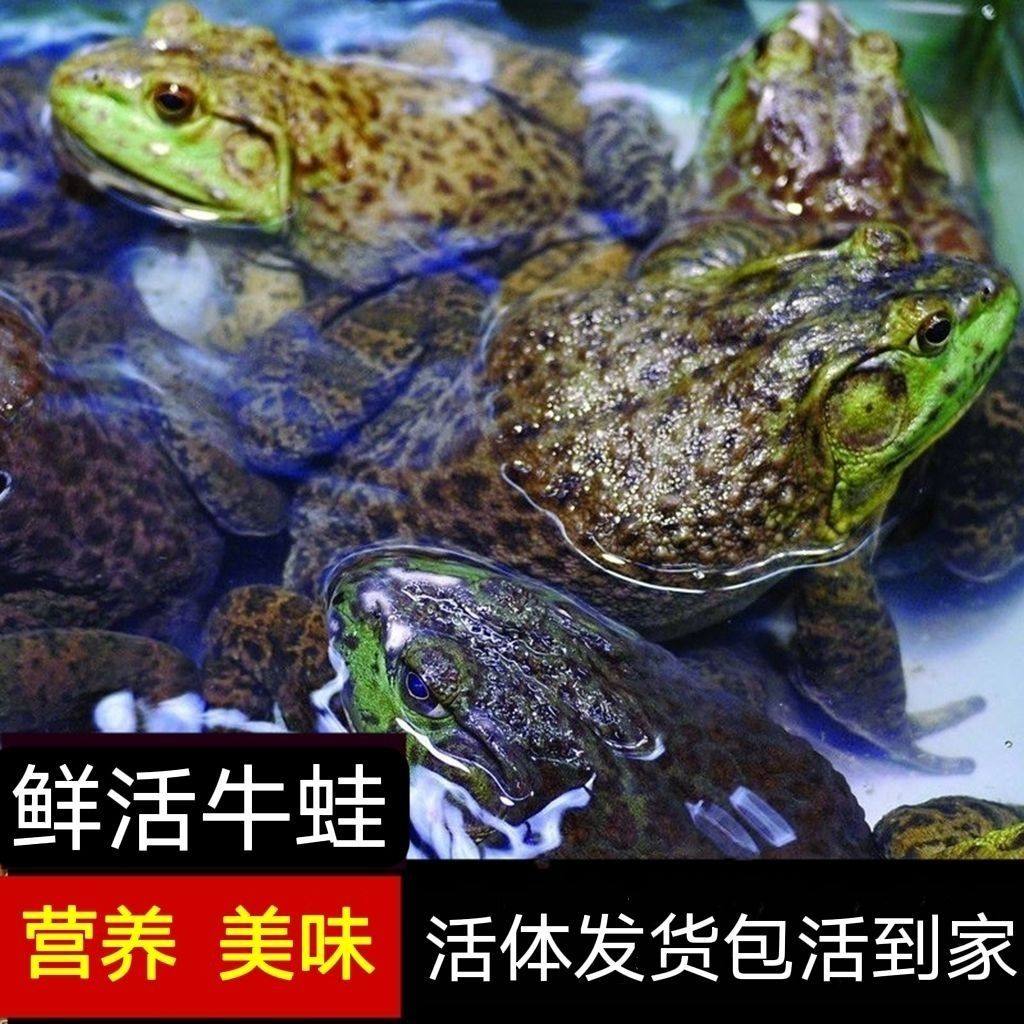 牛蛙鲜活大牛蛙按斤卖鲜活发货一只半斤左右牛蛙鲜活新鲜特大号蛙,淘宝优惠券,粉丝福利购,淘宝优惠卷
