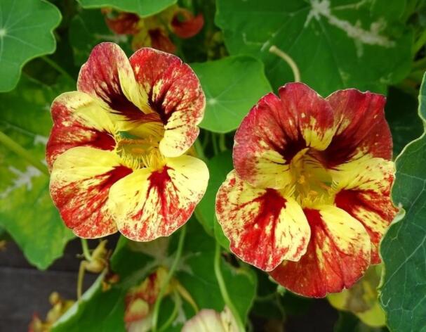 秋冬植多品种旱金莲花苗藤金丝雀鲑鱼宝贝变色龙樱桃玫瑰红等盆栽 - 图3