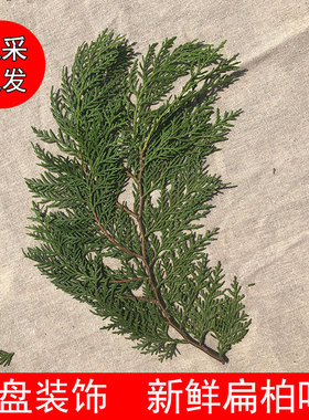 新鲜松柏叶 圣诞树节日装饰侧柏叶摆盘 西冷点缀结婚喜事用枝叶