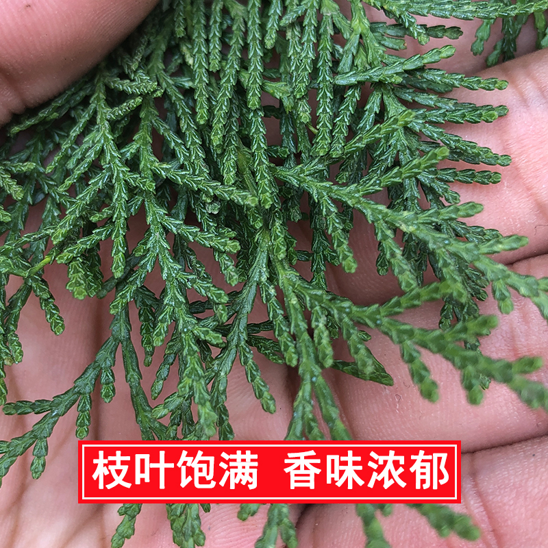 新鲜侧柏叶松柏野生发侧伯树叶扁柏洗发养护发装饰中药洗发水材料-图1