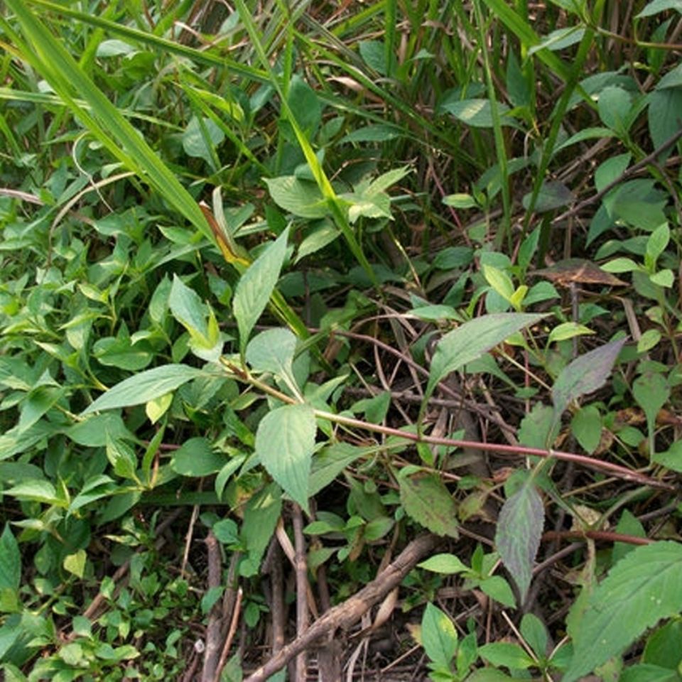 新鲜苦菜福建客家新鲜手工苦抓野菜农家野生苦斋婆败酱草包邮 - 图3