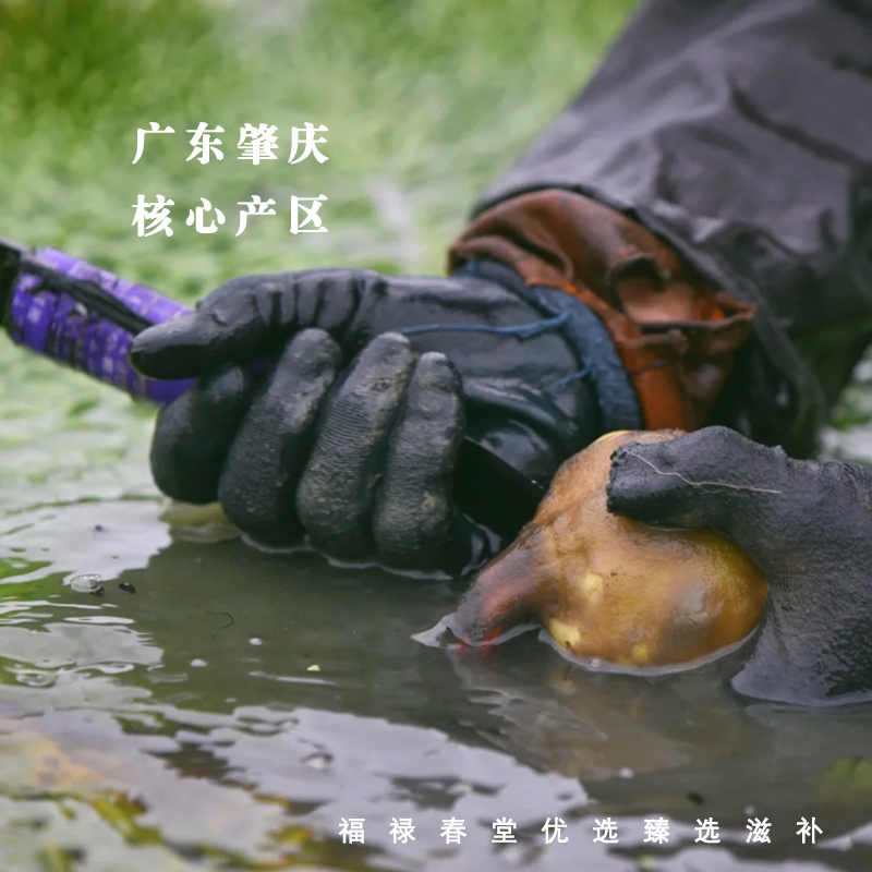 生 芡实600g 正宗肇庆生芡实欠实  召术 干货  鸡头米果 - 图0