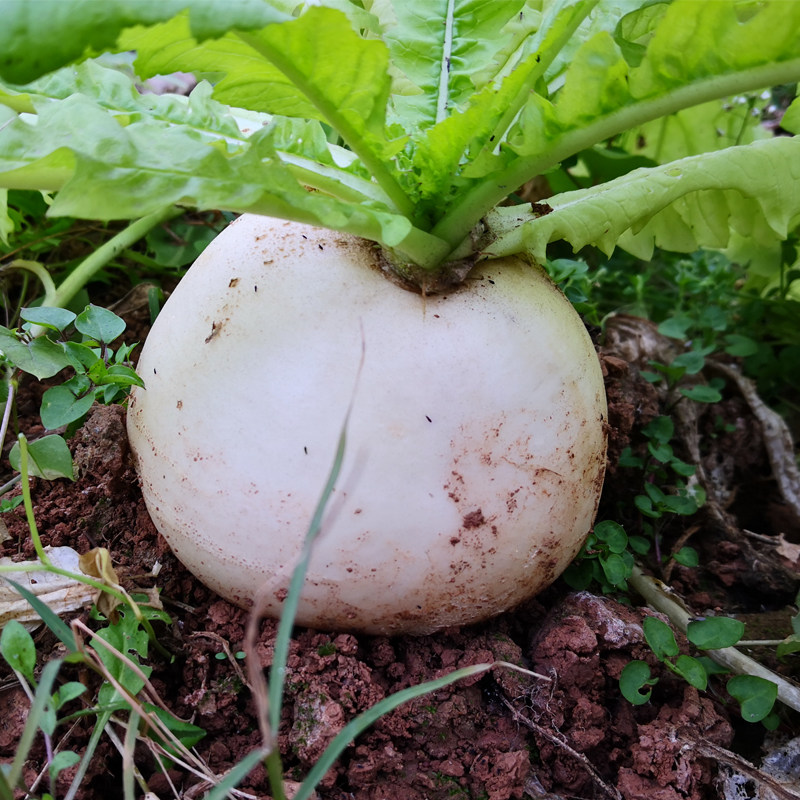 四川圆白萝卜农家自种蔬菜新鲜当季春不老炖汤萝卜泡菜圆根萝卜,淘宝优惠券,粉丝福利购,淘宝优惠卷