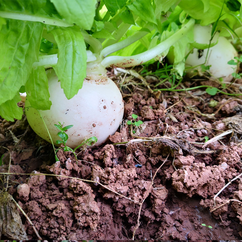 四川圆白萝卜农家自种蔬菜新鲜当季春不老炖汤萝卜泡菜圆根萝卜,淘宝优惠券,粉丝福利购,淘宝优惠卷