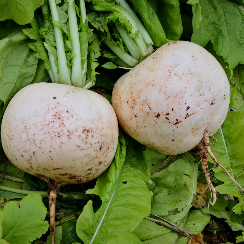 四川圆白萝卜农家自种蔬菜新鲜当季春不老炖汤萝卜泡菜圆根萝卜,淘宝优惠券,粉丝福利购,淘宝优惠卷