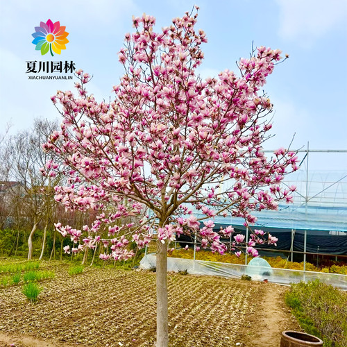 紫玉兰树苗红玉兰花苗盆栽玉兰花树别墅庭院耐寒大型风景树白玉兰 - 图2