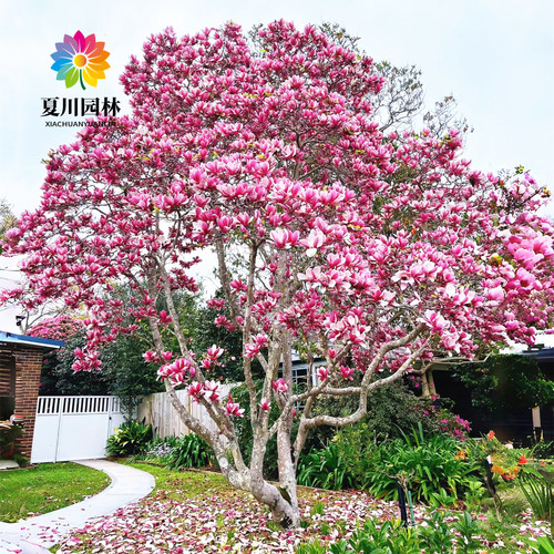 紫玉兰树苗红玉兰花苗盆栽玉兰花树别墅庭院耐寒大型风景树白玉兰 - 图3