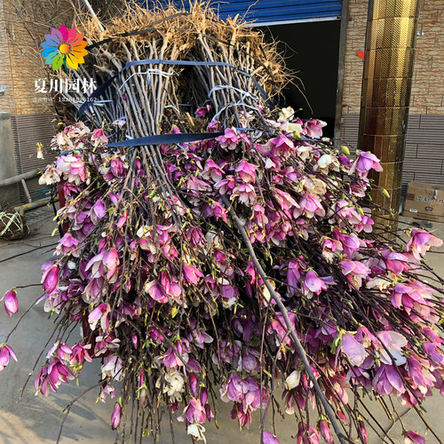 紫玉兰树苗红玉兰花苗盆栽玉兰花树别墅庭院耐寒大型风景树白玉兰 - 图0