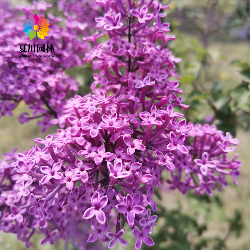 丁香花树苗别墅庭院耐寒大型风景树种丛生紫丁香花苗盆栽浓香花卉-图2