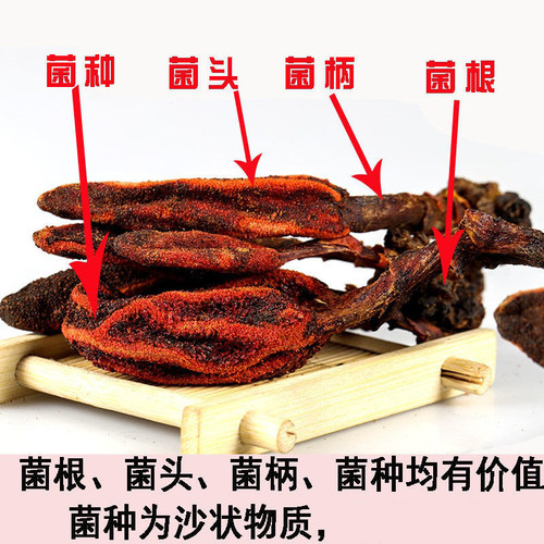 云南回春草不老草顶天柱草苁蓉新货250g正品 - 图2