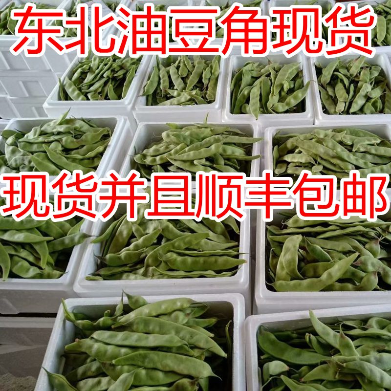 油豆角 东北特产新鲜 当天摘取5斤包邮地区损坏包赔特嫩 - 图0